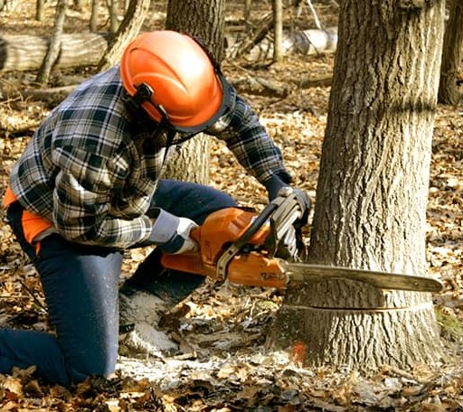 Tree Removal in Spencerville, OK